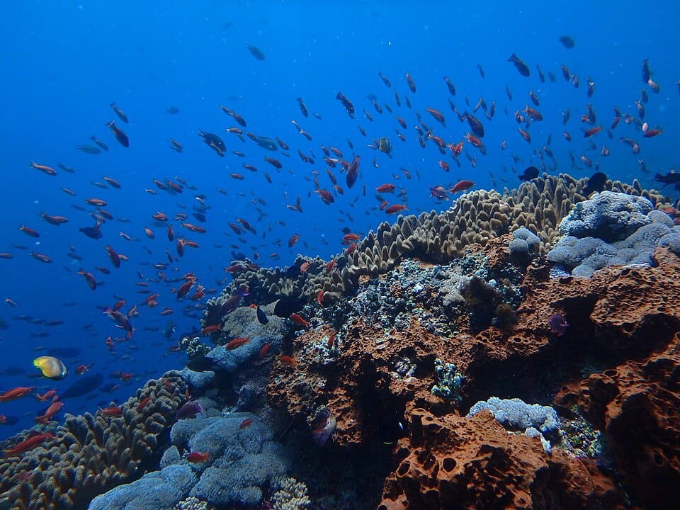 Nusa Penida snorkeling tour from Bali